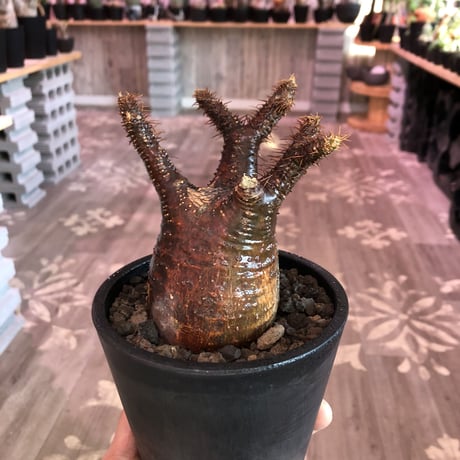 packypodium  gracilius《大きめS  size》※現地球発根済み株‼︎※ぼってり樹形&赤肌+現地焼けグラキ‼︎※mad black pot植え