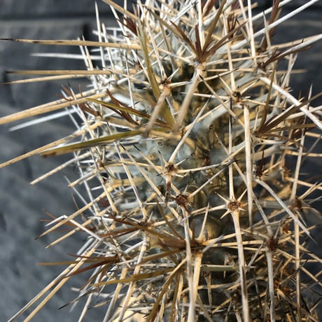 didierea  madagascariensis《M size》Ｗ-he'd株（二分頭）※激希少株※シルバーの棘に覆われたイカした奴　※mad  black  pot植え
