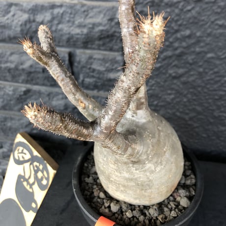 packypodium  gracilius《L  size》※現地球発根済み株‼︎※大変短枝でっぷり樹形でぼってり大きなbalance良きグラキ※mad black bowl pot植え