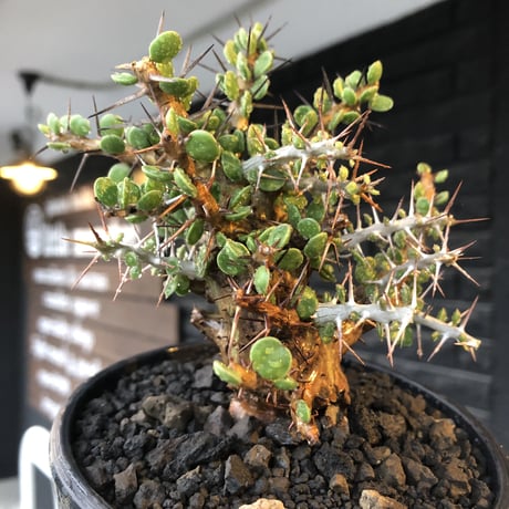 alluaudia comosa《 M size》店主長期作り込み株※現地球発根後店主国内管理6年株※極めて低重心且つ良枝振りの味深くcompactな一株※mad black pot植え