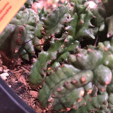 euphorbia    horrida  monst《セッカ》