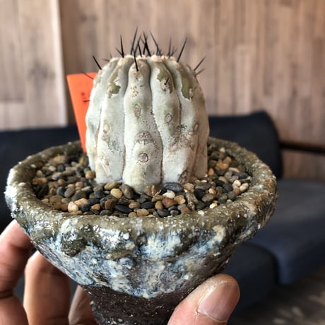 copiapoa   cinerea  黒王丸《M size》希少※現地球株自根株‼︎※店主国内管理2年株※大変白さ&サイズ感&balance良き黒王丸※陶器 pot植え
