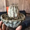 copiapoa   cinerea  黒王丸《M size》希少※現地球株自根株‼︎※店主国内管理2年株※大変白さ&サイズ感&balance良き黒王丸※陶器 pot植え