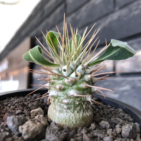 pachypodium  namaquanum 光堂《小さめM size》littmon seed🌱※希少種‼︎しっかり育てた大きめのかわいい奴※mad black pot植え