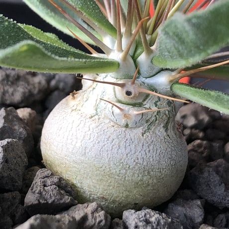 pachypodiumnamaquanu | STORES