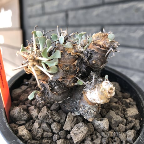 othonna  euphorbioides《M size》※現地球発根後店主国内管理3年株※compactに纏まり良き低重心weight低き選抜株‼︎※mad black pot植え