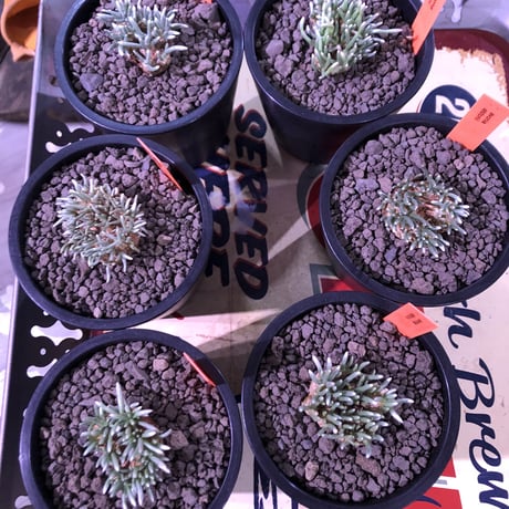 avonia   alstoni 《M size》※愛くるしくて愛くるしくて堪らない冬の人気者‼︎※ mad black pot植え　※限定６株