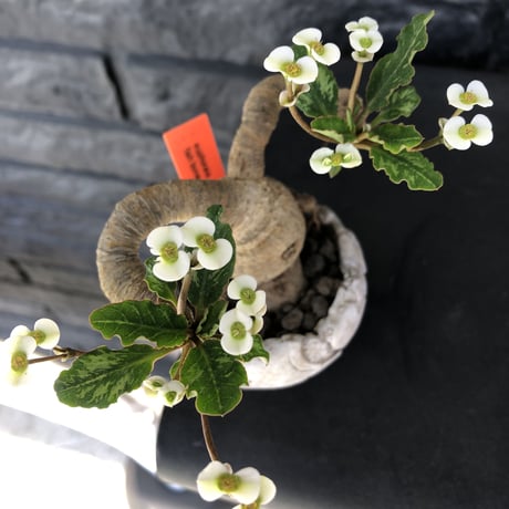 euphorbia  fishbone《 M size》※現地球発根済株※発根後店主国内管理3年株※激希少‼︎今や流通少なきフィッシュボーン‼︎※陶器鉢植え
