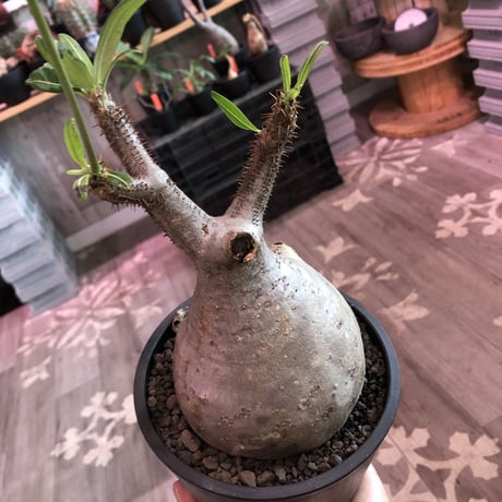 packypodium  gracilius《L size》※現地球発根済株※店主国内管理5年株※極めてぼってり大きな株元に一頭枝で短枝の可愛い過ぎる一株‼︎🌼開花中※mad black pot植え