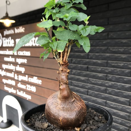 euphorbia hedyotoides《L size》球体大株※現地球株発根済※中々出会えないほど丸み強き塊根と良き枝振りが堪らない美しい一株‼︎※black pot植え