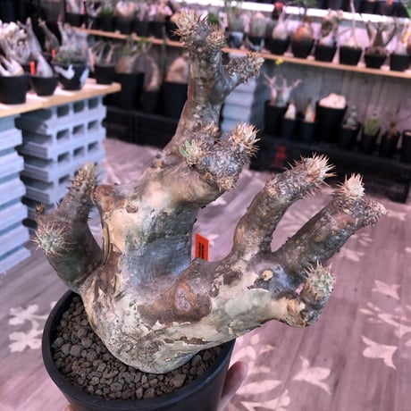 packypodium   enigmaticum《L size》Ｗ-he'd※現地球発根済‼︎店主管理4年株※激希少wild株！brown×beige肌の二分頭※ mad  black  pot植え