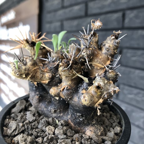 othonna  euphorbioides《大きめM size》※現地球発根後店主国内管理5年株※weight低く極めて短枝&枝数も多くボコボコ立体両A面樹形※mad black pot植え