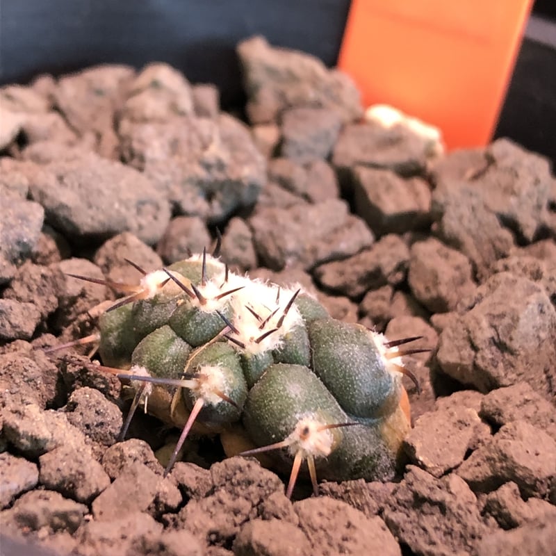 コピアポア 黒王丸 現地球カキ仔 コピアポア 黒王丸 現地球 カキ子