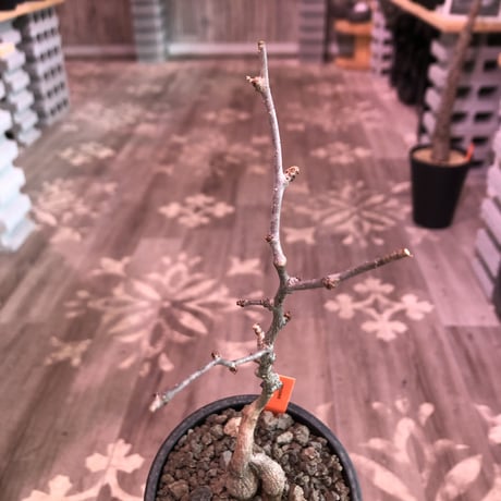 opercullicarya   decaryi  littmon  seed🌱  《4年半株》※大変成長早き良株&良枝振り樹形の選抜株‼︎※mad  black  pot植え