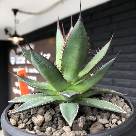 agave  horrida《大きめM size》※現地球発根後店主国内管理2年株※締まり良きbest sizeなホリダ※mad black bowl pot植え