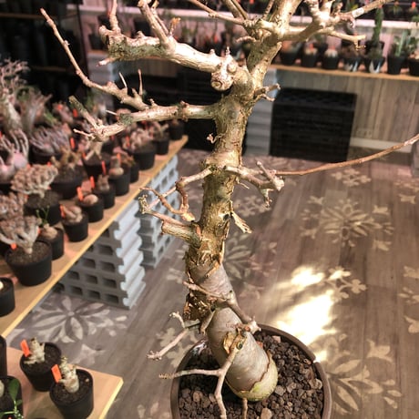 bursera fagaroides《 L L size》極太最高品質※現地球発根済株※店主国内管理6年株※厳つく極太唯一無二感強き渾身の一株※mad blown marble bowl pot植え