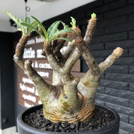 pachypodium gracilius《小さめL size》※現地球発根後店主国内管理3年株※極balance樹形&半端なき躍動する枝振りが堪らない※mad black bowl pot植え