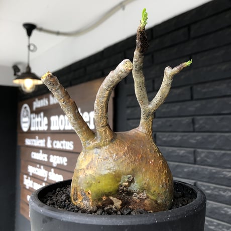pachypodium gracilius《小さめL size》※現地球発根後店主国内管理2年株※愛くるしいぼってり良樹形な一株※mad black bowl pot植え