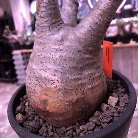 packypodium  gracilius《M  size》※現地球発根済株‼︎※大変美しい白肌質とバランスの取れた枝振りの選抜株‼︎良きサイズ感‼︎※mad black pot植え
