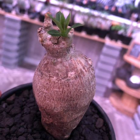 packypodium bispinosum 《S size》※ぼってりと卵樹形の可愛い一株‼︎※mad black bowl pot植え