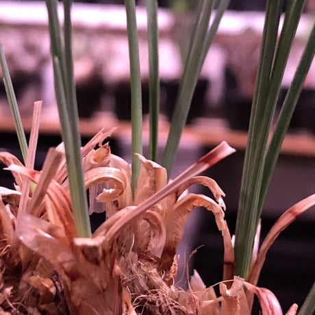 calibanus hookeri（大きめM size）※現地球発根済株※店主国内管理5年株※大変育てやすく地植えも可能な強靭フーケリー‼︎※mad black pot植え
