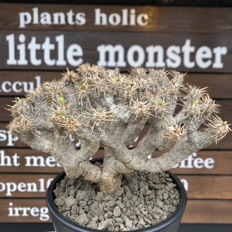euphorbia  guillauminiana《L size》※現地球発根済株※店主国内管理4年株※溶岩質の土壌育ちの現地球株らしい表皮＆大変密な枝振り株※mad black pot植え