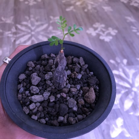 opercullicarya   packypus  littmon  seed🌱《実生3年半株》