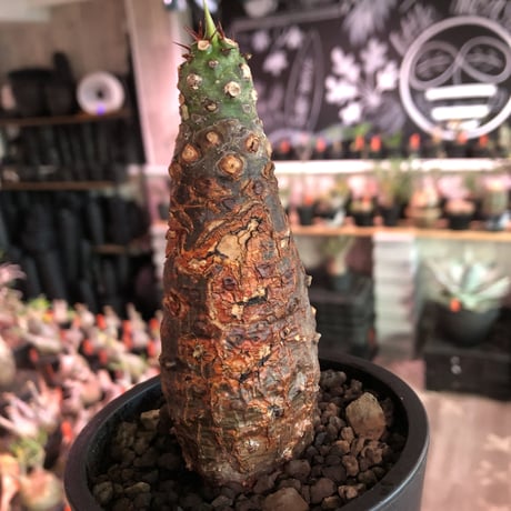euphorbia  pachypodioides《M size 》※現地球発根後店主国内管理3年株※ボコボコぼってり樹形‼︎葉表がグリーンで葉裏と花は紫な人気者※mad black pot植え
