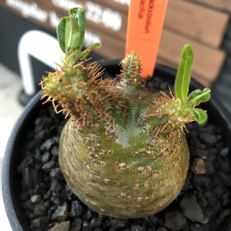 packypodium  gracilius《S size》※現地球発根済株※激希少green肌※店主国内管理2年株※短枝weight低く激まん丸株※mad black bowl pot植え
