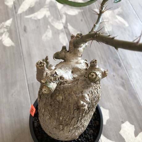 packypodium  bispinosum《L  size》現地球  発根済み株  ※店主管理国内６年株‼︎ ※mad  black  pot植え