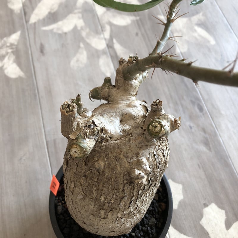 packypodium bispinosum《L size》現地球 発根済み株 ※店主