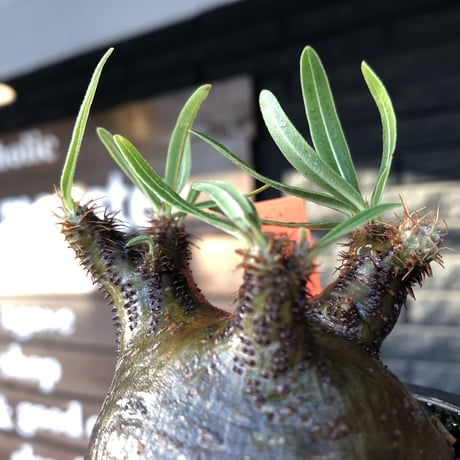 pachypodium  gracilius《小さめM size》激ぼってり樹形※現地球発根済株※店主国内管理2年株※極短枝低重心株の上、激ぼってり樹形が堪らない‼︎※mad black pot植え
