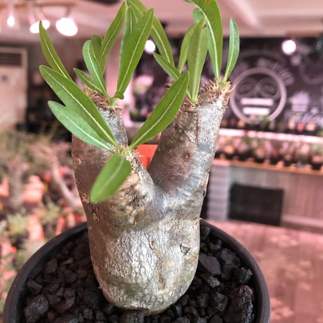 packypodium  inopinatum《大きめS  size》※現地球発根済株※繊細な葉を持つ希少高きかわいいイノピ※mad black bowl pot植え