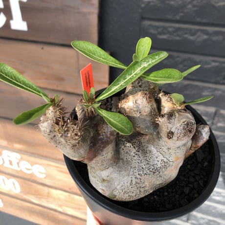 pachypodium brevicalyx《L size》※現地球発根後店主国内管理5年株※美術的interior性高きゴツゴツ肉々しい装いの低重心株※mad black pot植え