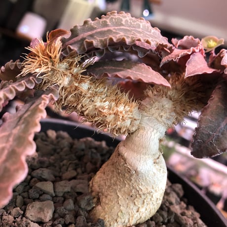 euphorbia francoisii var.crassiccaulis redreef《 L size》※現地球発根済株※店主国内管理6年株※赤葉白肌が堪らない※black bowl pot植え