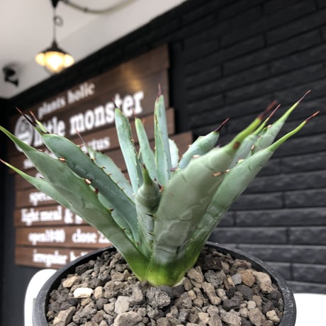 agave  macroacantha《大きめM size》※発根済株※発根後店主国内管理2年株※鋭く黒棘&青短葉typeのカッコいいマクロ‼︎※mad black pot植え