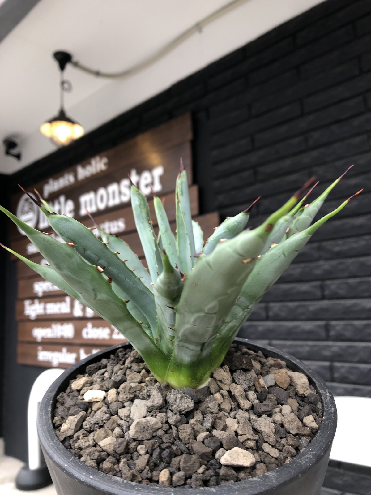 激シブ！大株！アガベ マクロアカンサ 鉢ごと発送 サボテン 多肉植物