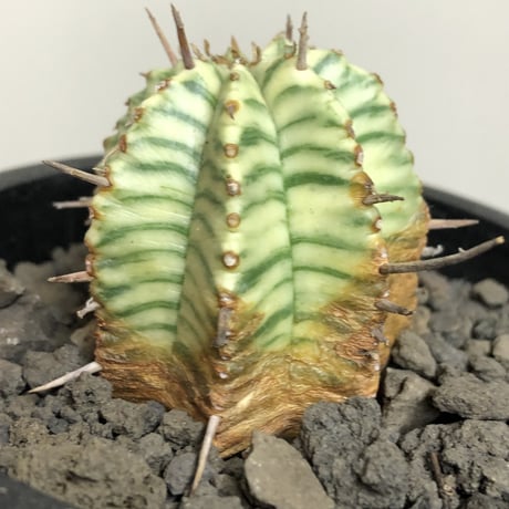 euphorbia  meloformis 錦《M size 》※現地球株発根済※小振り過ぎない良きサイズ感の綺麗な一株※mad black pot植え