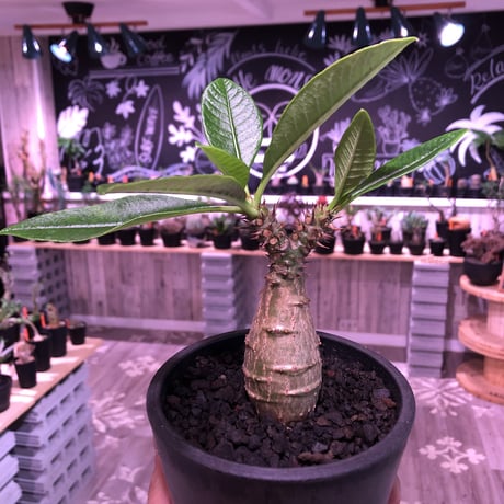 packypodium  windsori i× baronii  《S size》双方の良さが活きた将来有望美株‼︎  ※mad  black  pot植え