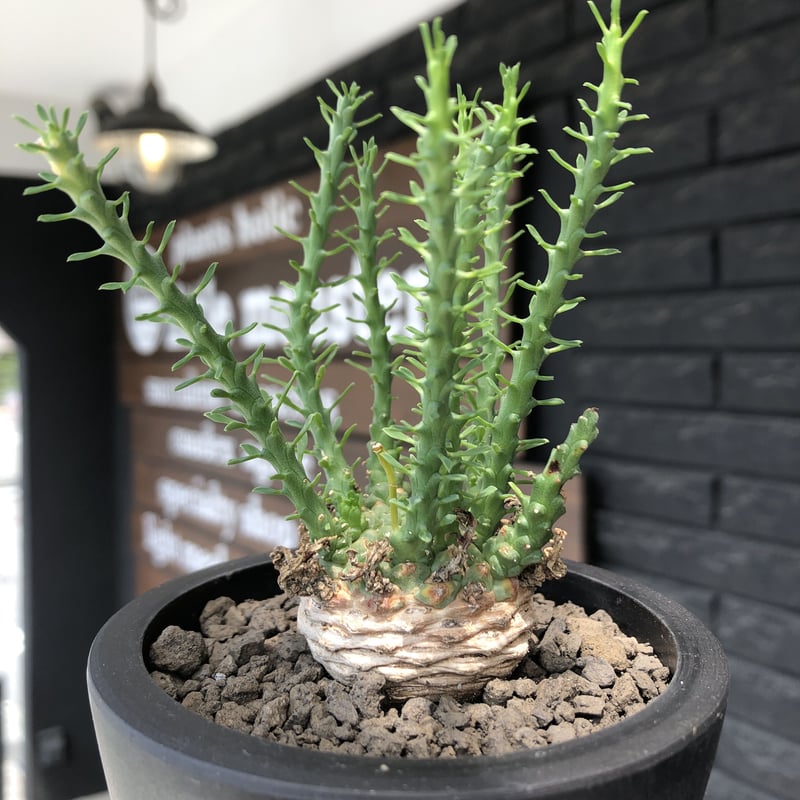 euphorbia gorgonis《M size》※現地球発根後店主国内管理2年株※人気🐙タ