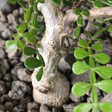 opercullicarya decaryi  littmon  seed🌱  《3年株》※成長早く例年変化感じながら育てられるlowに作り込んだ良樹形※mad  black  bowl pot植え