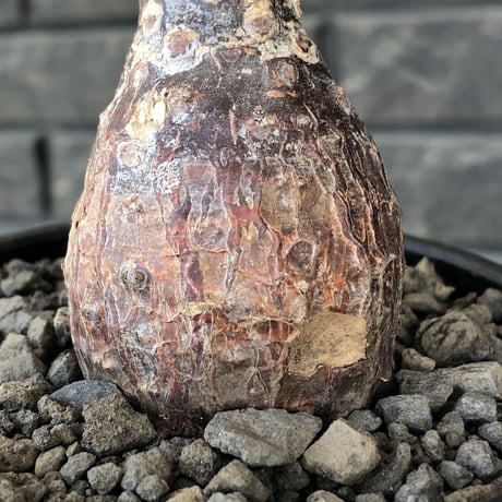 euphorbia  pachypodioides《大きめS size 》※現地球発根後店主国内管理3年株※ボコボコ肌まん丸球体樹形‼︎大変人気者な球体株※mad black bowl pot植え