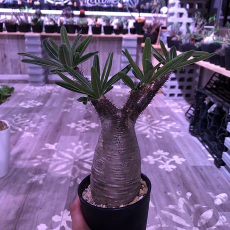 packypodium  gracilius《M size》 ※現地球株  発根済み株‼︎  （限定13株）