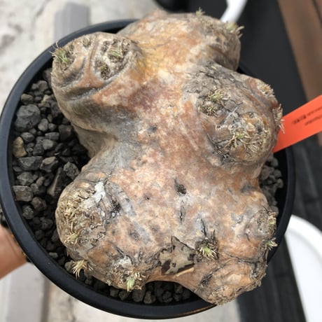 packypodium  brevicaule恵比寿笑い《大きめM size》※現地球発根済株※現地焼けの強いwild表皮を持つ笑い‼︎今後流通少なくなります※mad black pot植え
