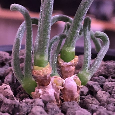 monilaria   pisiformis《SS  size》※現地球発根済株※モニラリア属　（最上位激希少種）※冬型caudex‼︎   ※mad black bowl pot植え