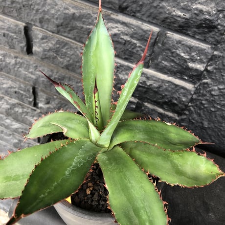 agave  bovicornuta《L  size》※発根済株※赤色の長短のある刺が交互に生える希少性高い美株ボビコルヌータ※mad black pot植え
