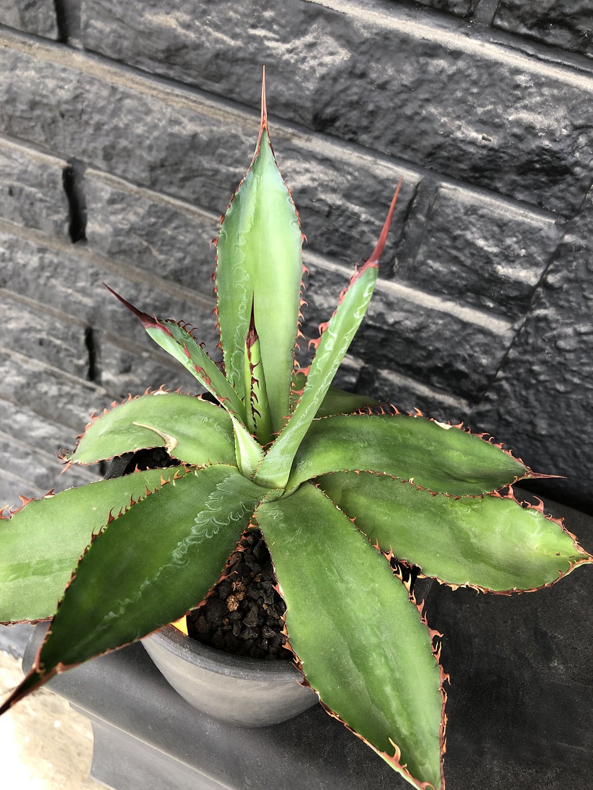 agave bovicornuta《L size》※発根済株※赤色の長短のある刺が交互に生