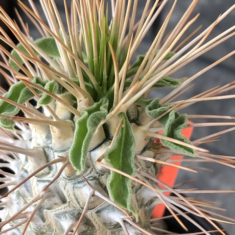 pachypodium  namaquanum 光堂《L size》littmon seed🌱※激希少‼︎ぼってり大きめ光堂‼︎時間かけ大切に育てた渾身の一株※mad  black pot植え