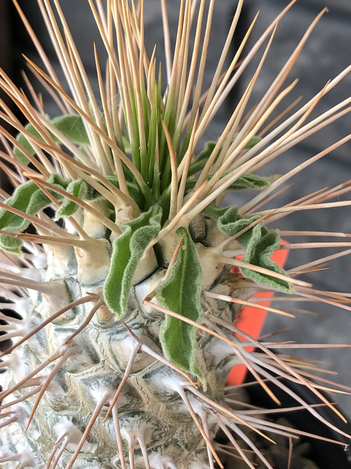 pachypodium namaquanum 光堂《L size》littmon seed🌱 pachypodium namaquanum 光堂《L size》littmon seed🌱