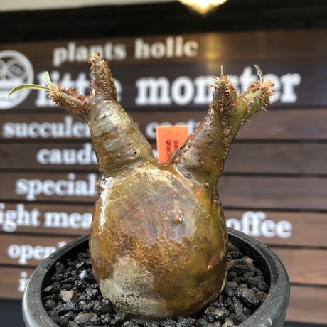 pachypodium gracilius《大きめS size》希少ニ頭枝＆A面一部green肌株※現地球発根済株※店主国内管理2年株※ぼってり樹形＆表裏ツートンカラー※mad black pot植え